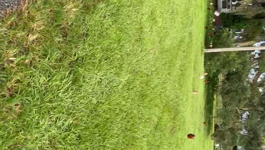 Raising Chickens the Right Way